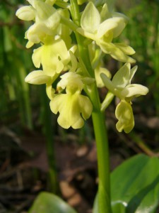 -orchis_pallens.jpg