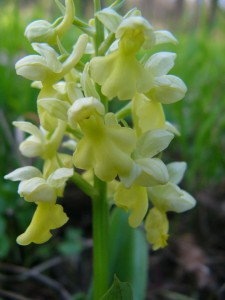 -orchis_pallens-detail.jpg